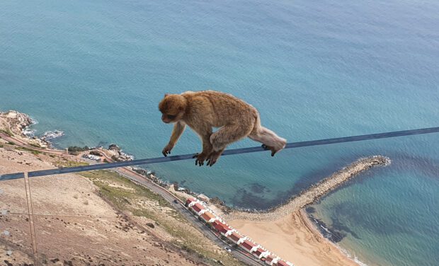 A Barbary Macaque walks along a fence above a Gibraltar beach